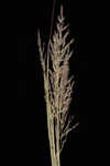 Redtop panicgrass